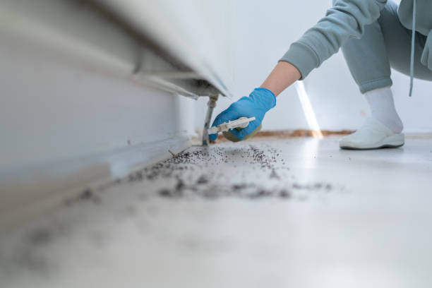 Best Local Pest Control Services  in Chesapeake Beach, MD